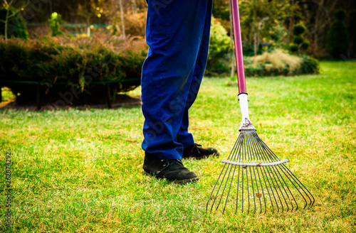 Raking grass in the garden. The man fertilizes the soil in the garden, preparing for work on the garden. Preparation for the gardening season. The gardener holds a rake in his hand.