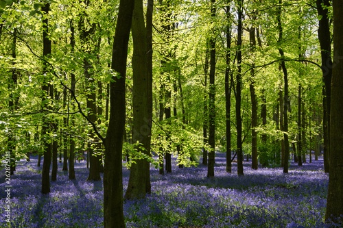Bluebell wood in UK photo