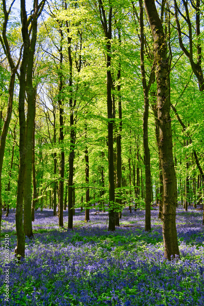 Fototapeta premium Bluebell wood in UK