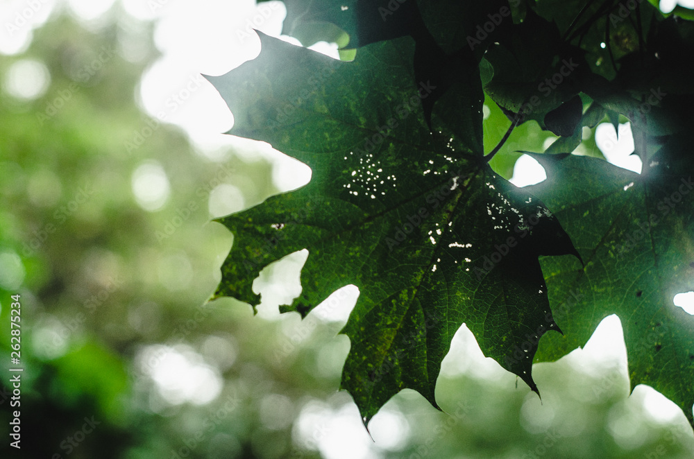 Fototapeta premium green leaves of tree