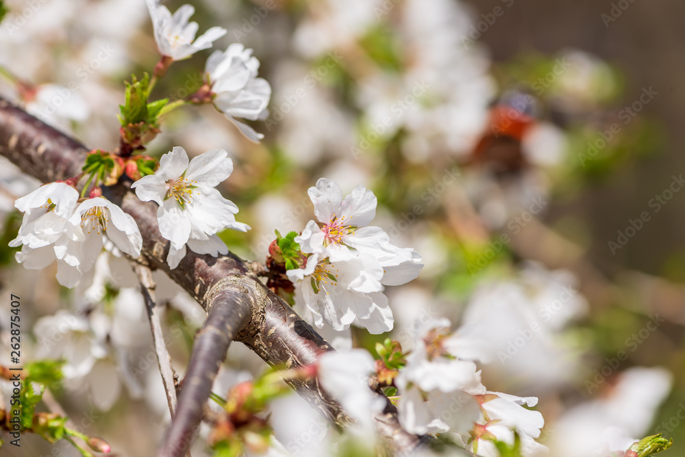 White cherry blossom flowers and Admiral butterfly pollinator in the Spring