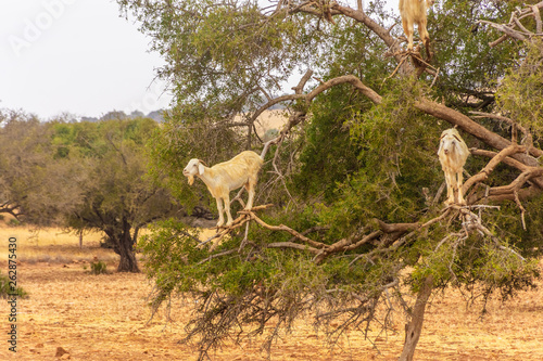 Goats climbing an argan oil tree for eating its fruits in southern Morocco © Stefano Zaccaria