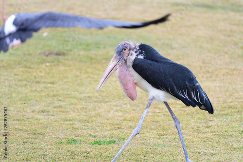 Portrait of a marabou stork (leptoptilos crumenifer)