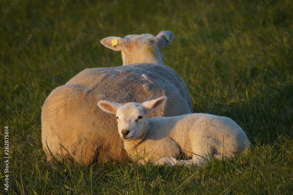 Obraz premium Lamm und Mutter