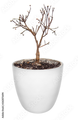 Dried indoor plant in a white pot. Isolated on white background. Stock photo.