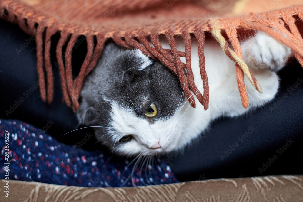 Φωτογραφία The cat lies on the legs of the girl in socks under the rug