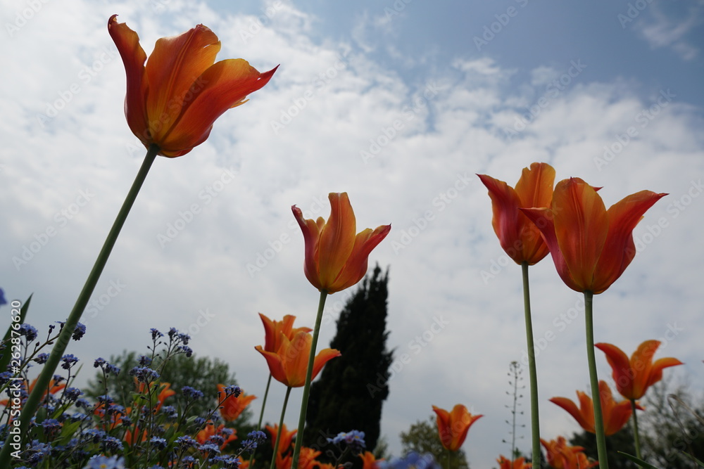 Obraz premium Flower