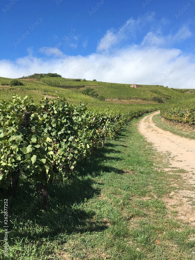 Street crossing wine grapes on vine plant in Alsace, France 