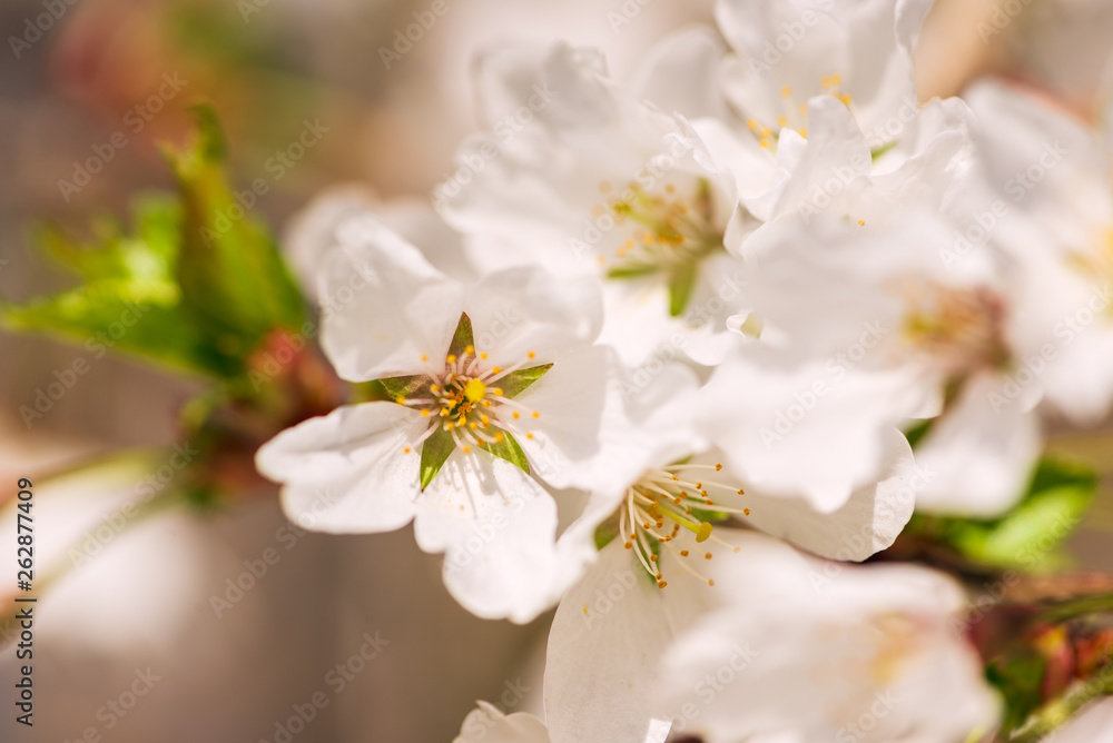 White cherry blossom flowers in the Spring White cherry blossom flowers in the Spring