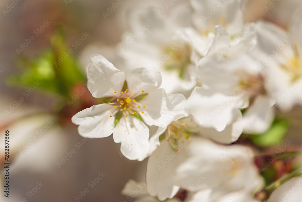 White cherry blossom flowers in the Spring White cherry blossom flowers in the Spring