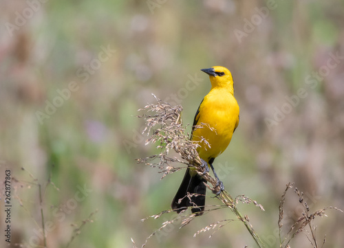 Tordo amarillo photo