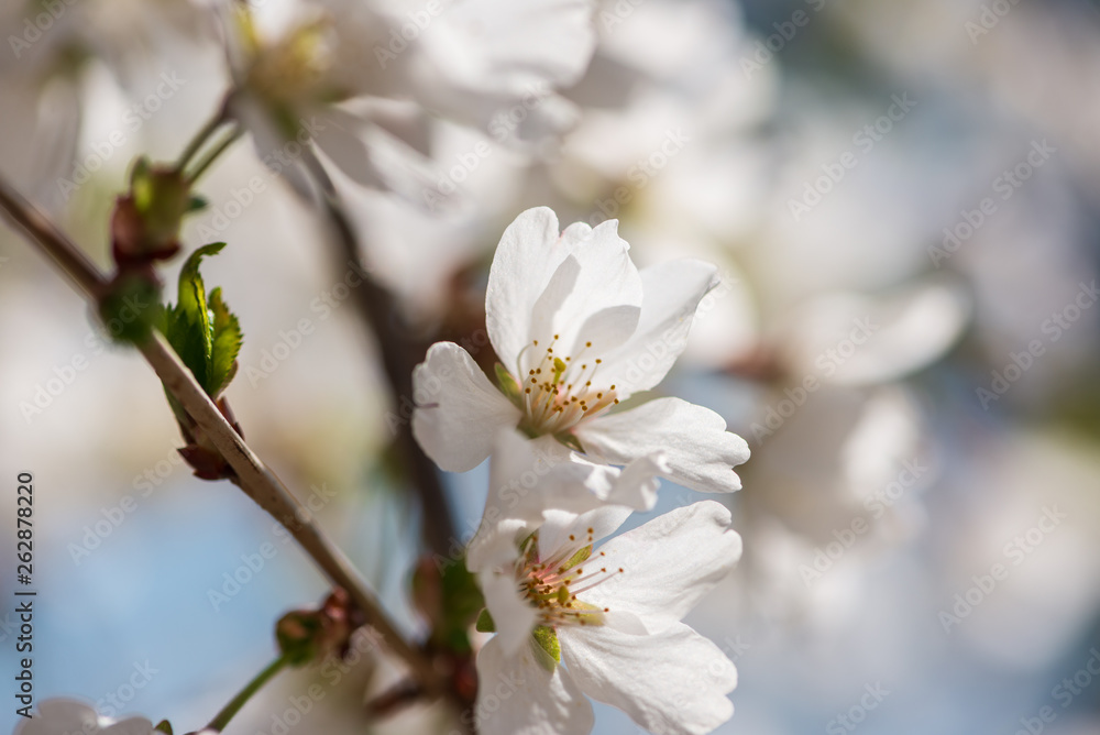 White cherry blossom flowers in the Spring White cherry blossom flowers in the Spring