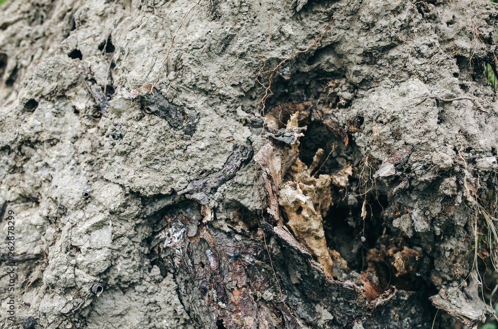 Old roots of the tree with ground. Natural texture background. Old roots of the tree with ground. Natural texture background.