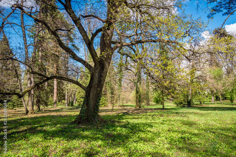 Green park during spring. Green meadow of grass and tree