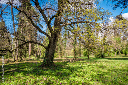 Green park during spring. Green meadow of grass and tree