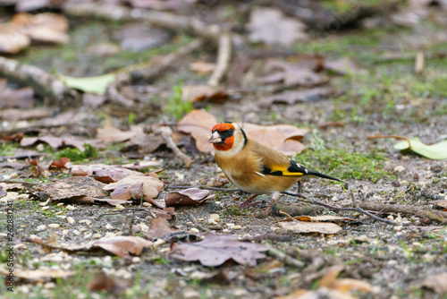 European Goldfinch (Carduelis carduelis) photo