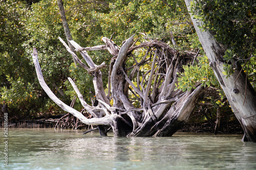 Sunbleached deadwood at the edge of a narrow key in the Gulf Intracoastal Waterway near Englewood  Florida  USA  in early spring