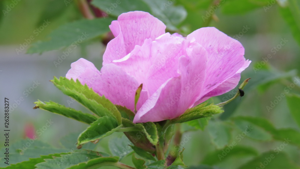 pink rose in the garden
