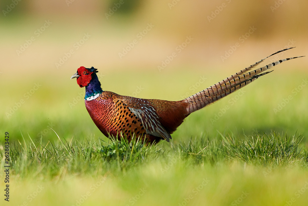 Naklejka premium Ringneck Pheasant (Phasianus colchicus)
