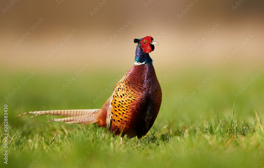 Fototapeta premium Ringneck Pheasant (Phasianus colchicus)
