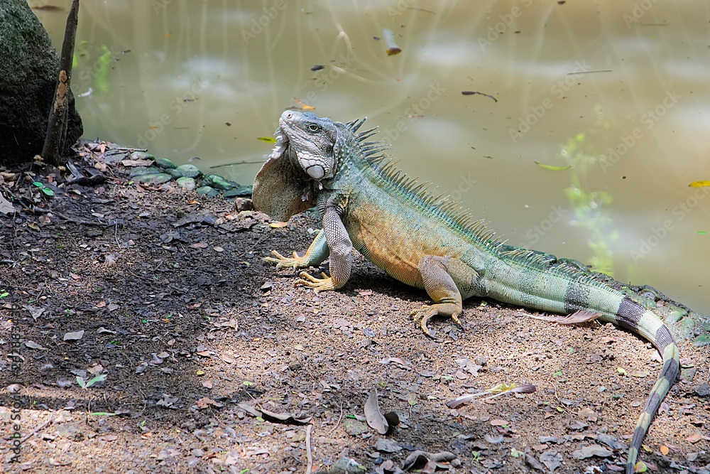 Green Iguana in tropical rainforest of Costa Rica, jungle in Pacific coast. Wildlife in Central America animal wildlife tropical botany reptile scale iguana fauna lizard claw close up