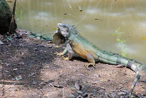 Green Iguana in tropical rainforest of Costa Rica  jungle in Pacific coast. Wildlife in Central America animal wildlife tropical botany reptile scale iguana fauna lizard claw close up