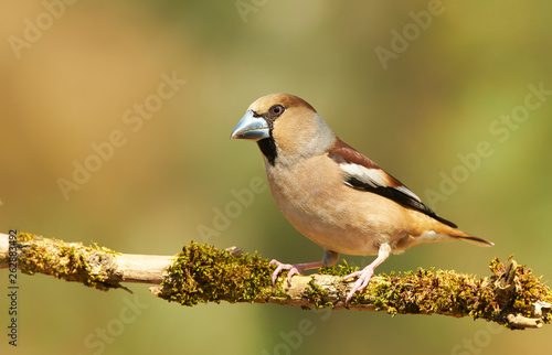 Fotografiet Hawfinch (Coccothraustes coccothraustes)