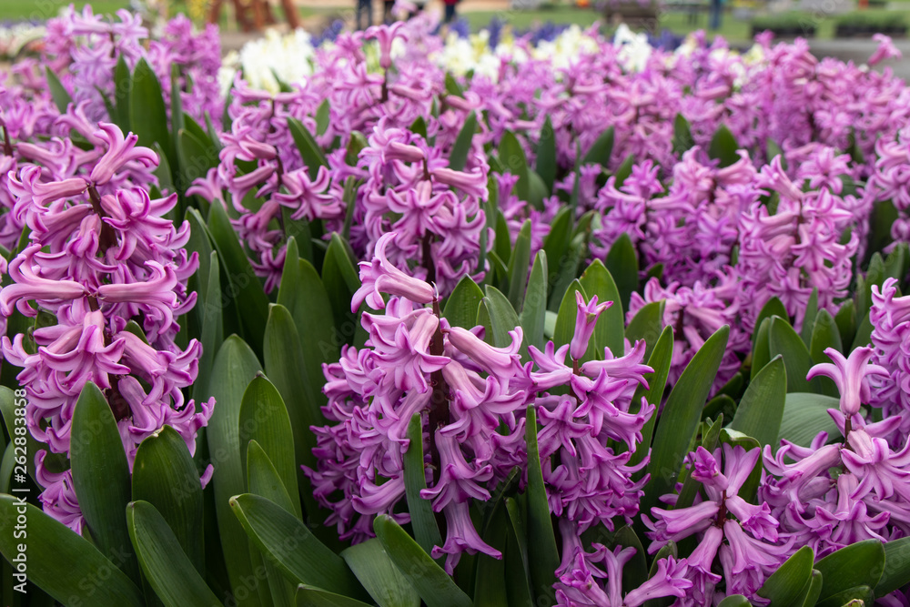 Obraz premium Bright pink and purple hyacinths in bloom in early spring.