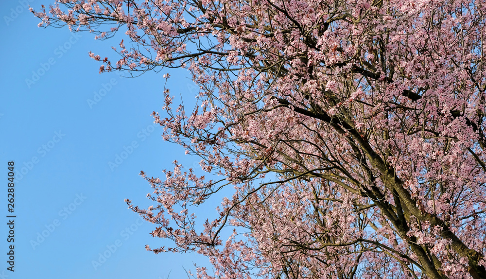 Pink Japanese blossom against a blue sky in the spring in the Netherlands Pink Japanese blossom against a blue sky in the spring in the Netherlands