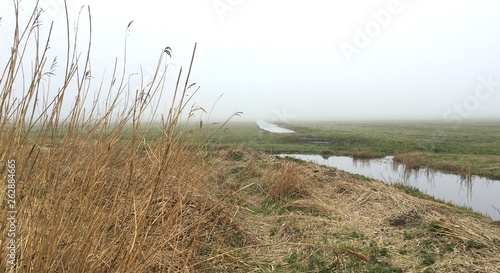 Fototapeta Naklejka Na Ścianę i Meble -  Reed of the Dutch polder landscape on a cloudy day