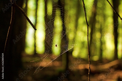 Spider Web in Sunlight