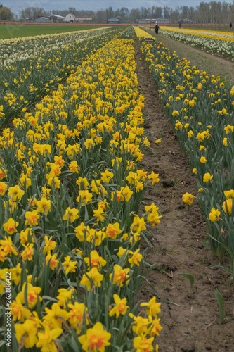 Field of bright yellow daffodils in bloom in early spring- vertical.