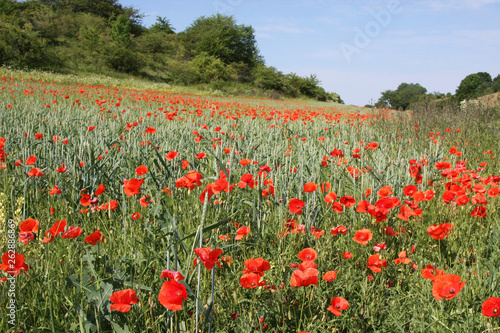 Field Poppy (Papaver dubium L) photo