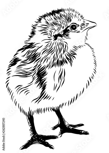 Hand drawn vector chick illustraton.