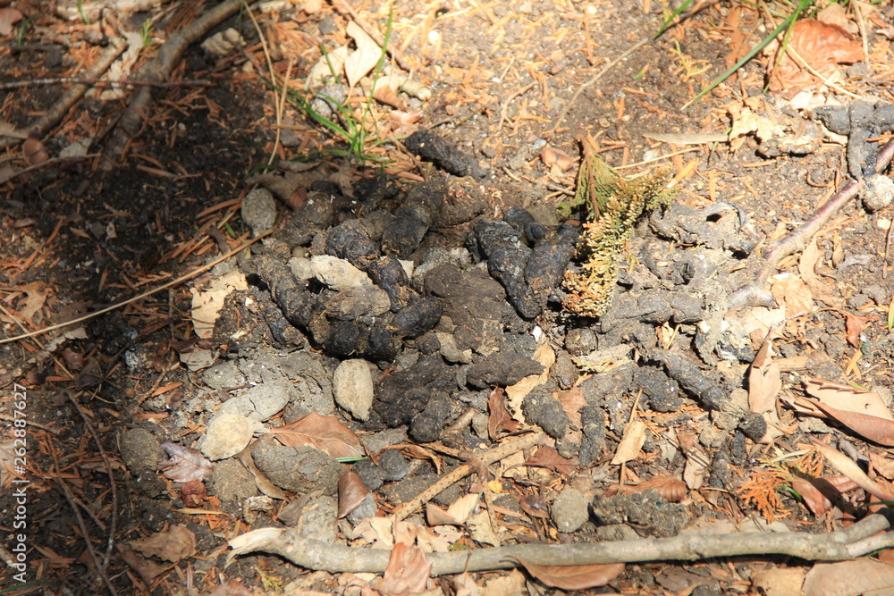 タヌキのため糞(宮城県)