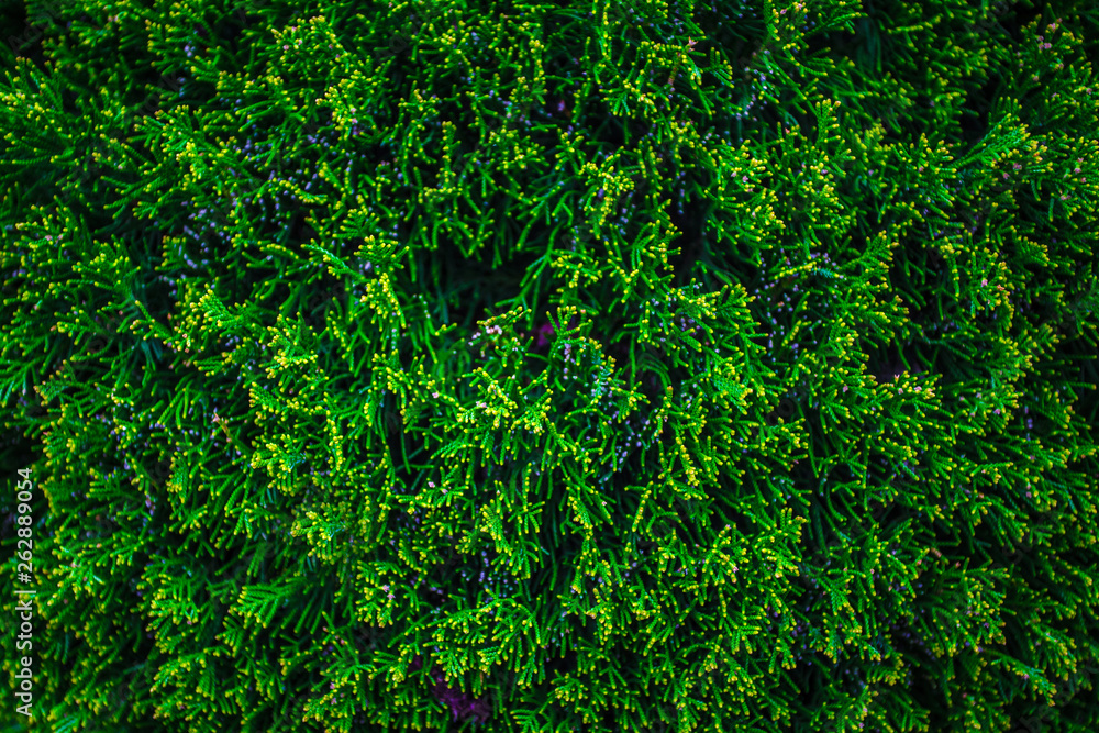 Green thuja tree branches background. Natural needles backdrop, bright evergreen texture Green thuja tree branches background. Natural needles backdrop, bright evergreen texture