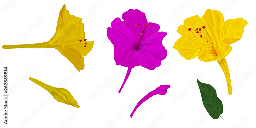 Obraz premium A set of flowers Mirabilis with closed buds and green leaf. Yellow and purple garden night flower on a white background for botanical ornament.