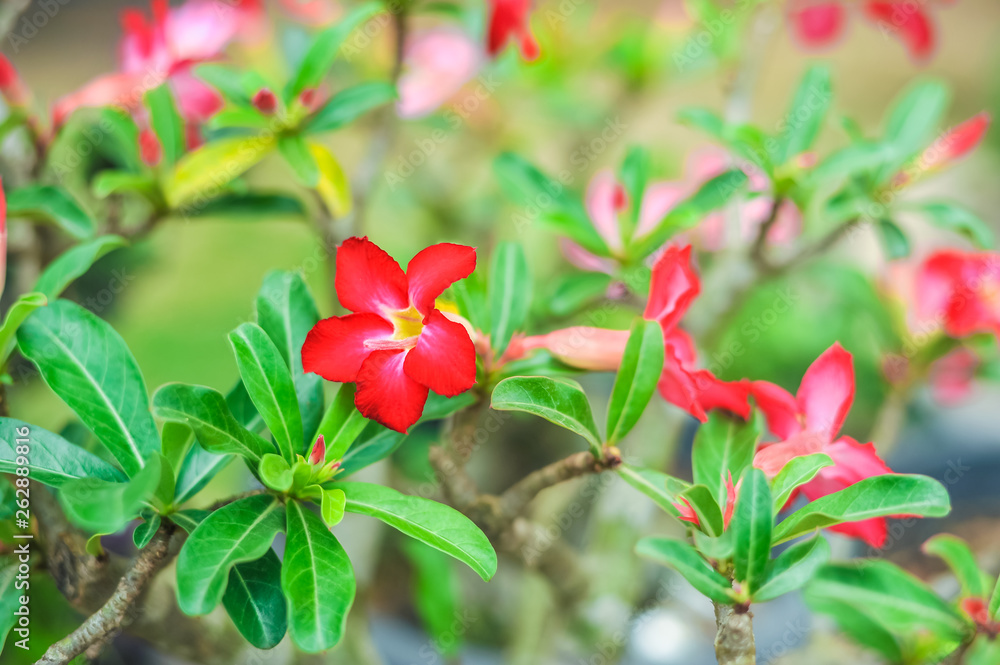 Red Adenium flowers on Natural background Red Adenium flowers on Natural background