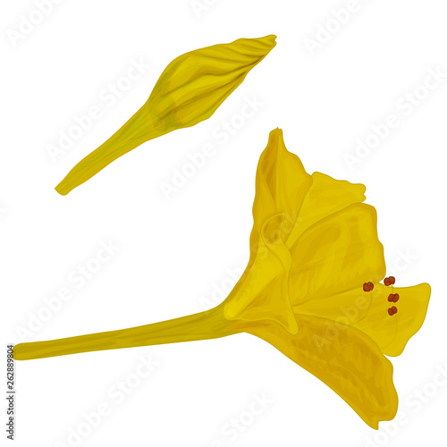 Vector image of Mirabilis flower. Yellow night flower with red stamens. Isolated on white background.