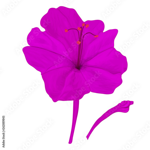 Lilac flower Mirabilis - night garden flower. Vector image on white background. Closed bud.