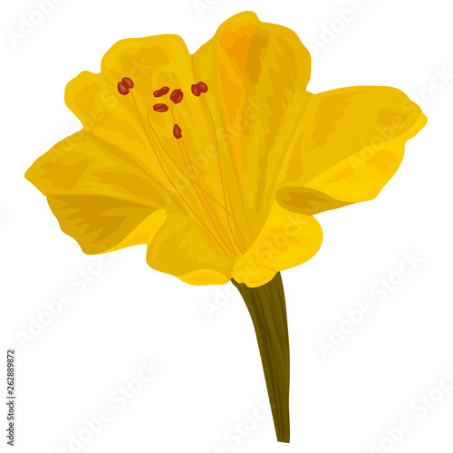 The flower Mirabilis yellow color in the style of complex flet. Isolated on white background. Vector image for botanical design.