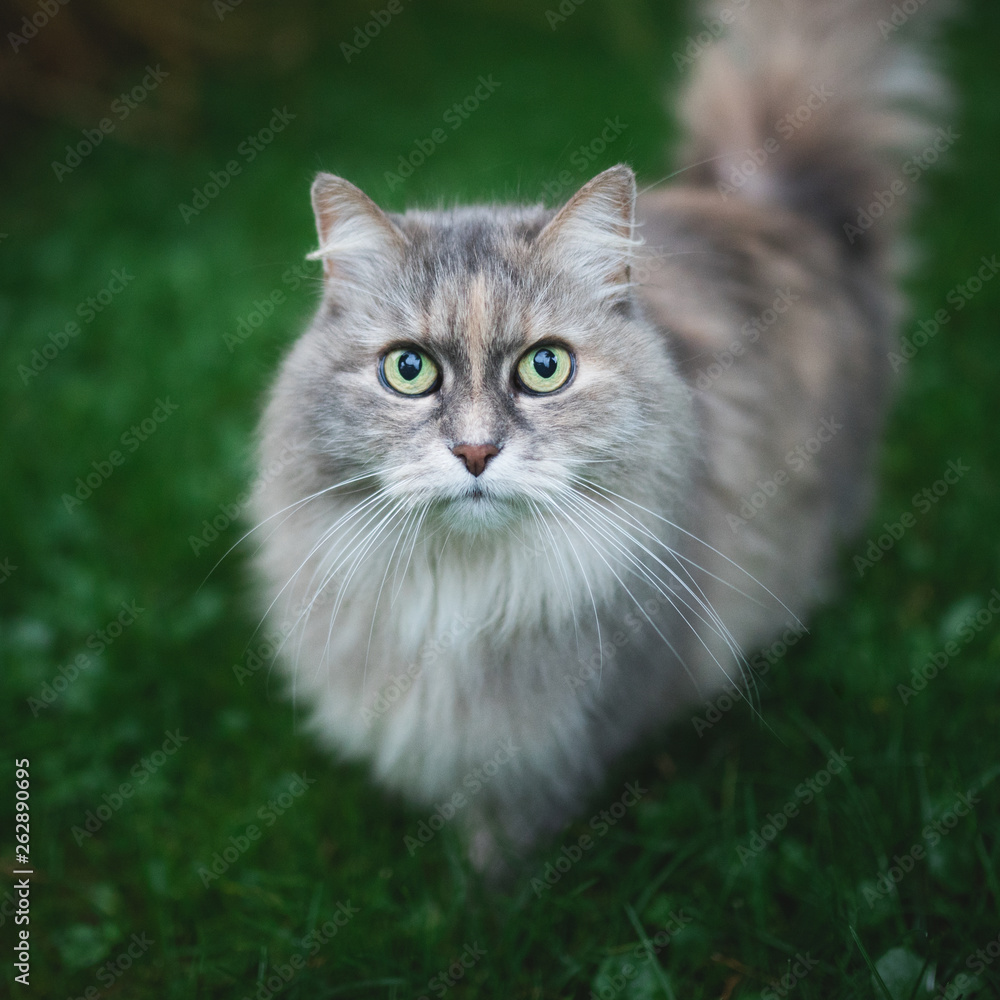 tortoiseshell maine coon cat standing on the lawn looking at camera