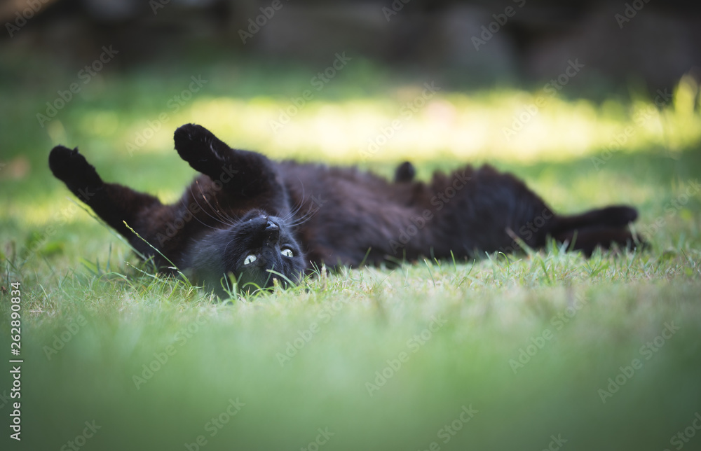 black domestic shorthair cat rolling on the lawn in the back yard on a sunny summer day black domestic shorthair cat rolling on the lawn in the back yard on a sunny summer day
