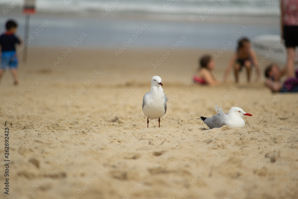 Obraz premium seagulls on the beach