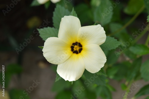 Fototapeta Naklejka Na Ścianę i Meble -  white flower in the garden