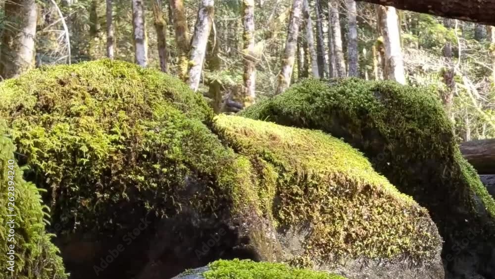 Water cascading over moss covered rocks in a mountain stream on a warm spring day Water cascading over moss covered rocks in a mountain stream on a warm spring day