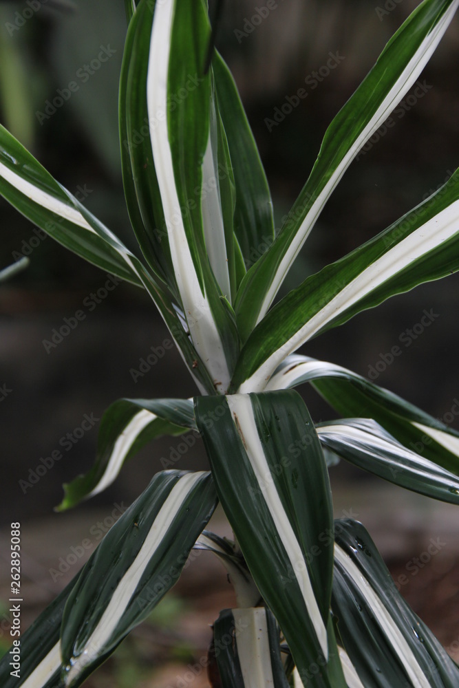 green plant in a pot green plant in a pot