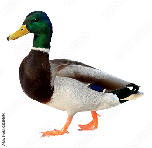 Vászonkép Mallard Duck with clipping path
