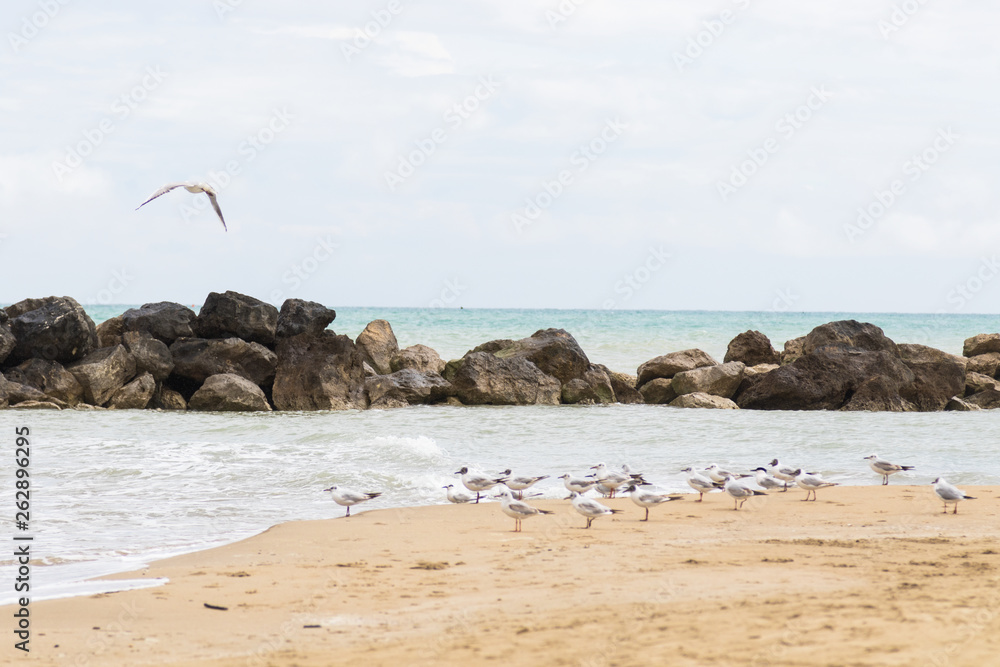 Seagulls on the seashore