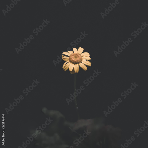 Solitaria margarita naraja en fondo oscuro bajo una luz tenue photo